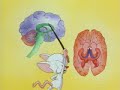 Pinky y cerebro partes del cerebro