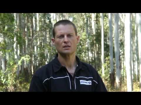 Burning in eucalypt plantations See video