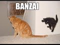 Caturday Vol. III Caturday Vol. III