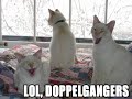 Caturday Vol. III