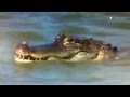 Video: How The PGA Deal With Dirty Snakes At Kiawah
