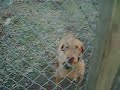 Vizsla Barking