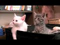 くるねこ大和 7月2日