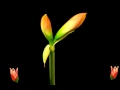 publicitate spring3
