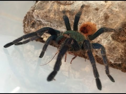 YouTube reptile video