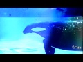 O Melhor da Vida - Vitrine (20/12/2011)