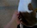 videos de Bruno & Vinkupallo