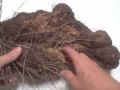 EatTheWeeds: Episode 45: Winged Yam EatTheWeeds: Episode 45: Winged Yam