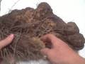 EatTheWeeds: Episode 45: Winged Yam