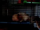 Hamster Purzel