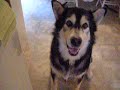 My Giant Alaskan Malamutes - My pack dogs :o)