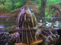 Zoe. Too big for her tank! we need a new swim area!
