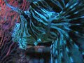 Sea Life Centre