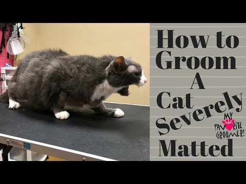 Grooming an extremely matted cat