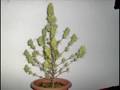 plantacion de mariguana 2007 ci