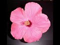 Hibiscus Flowers