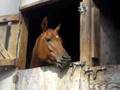My horse unlocks her... Bekijk video