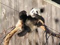 panda panda
