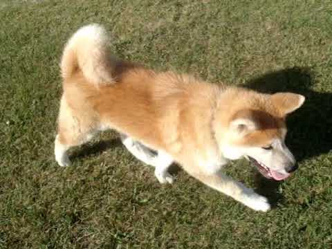 akita inu
