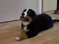 Bernese Mountain Dog - 3 month old puppy