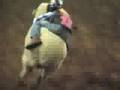 Mutton Busting