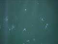 The seahorse babies in their fry tank