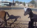 running horses rm7