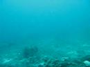 Thresher Shark