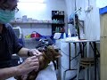 Nail Clipping \"LILO\" and agrressive Miniature Pinscher
