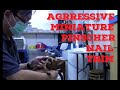 Nail Clipping LILO and agrressive Miniature Pinscher