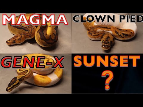 YouTube reptile video