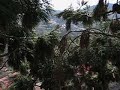 Sequoia Gigantea