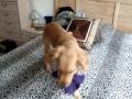 Cute Golden Retriever