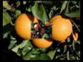 Ciuri-ciuri-Italian-