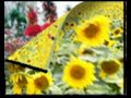 Ciuri-ciuri-Italian-