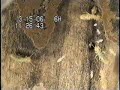 Termite Larvae