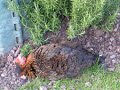 My Crazy Pet Chicken Mud Wrestling ! My Crazy Pet Chicken Mud Wrestling !
