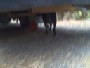 Dog Tries To Get Basketball Under Car Dog Tries To Get Basketball Under Car