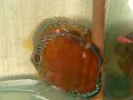 see our red red discus from cuipera , see this fantastic colours , see our site and came to visit our farm in Amazonia 