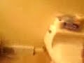 sleeping on th toilet