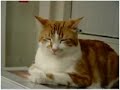 chat humour chat humour