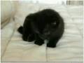 chat humour