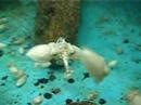 2007-06-11 cuttle fish
