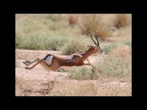 سكس السودان