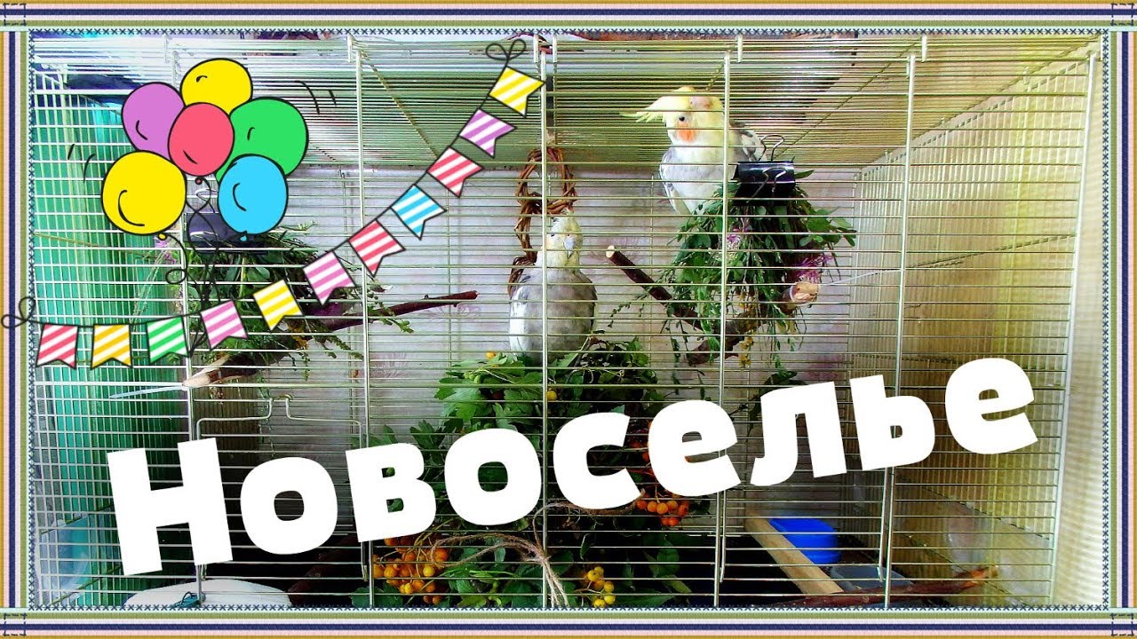 РАСШИРЕНИЕ ЖИЛПЛОЩАДИ ПОПУГАЕВ КОРЕЛЛ БОНИ и ЯШИ. Птицы в недоумении, где их сосед.