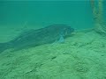 Hemmoor Zander Hemmoor Zander