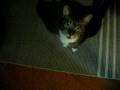 videos de Give me my food!