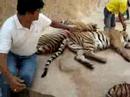 Mahen taming tigers in Bangkok
