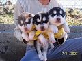 malaklı , dogo argentino , alman kurdu , rottweiler , kangal