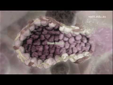 Breast Stem Cells NARRATED VERSION - YouTube